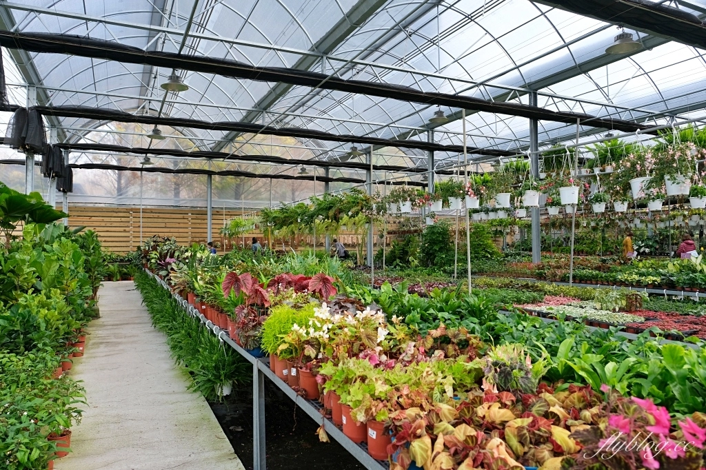 台中南屯｜江合花市．台中花市盆栽植物花卉器材，過年過節買花的好地方 @飛天璇的口袋