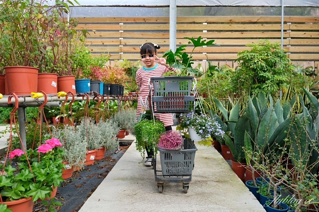 台中南屯｜江合花市．台中花市盆栽植物花卉器材，過年過節買花的好地方 @飛天璇的口袋