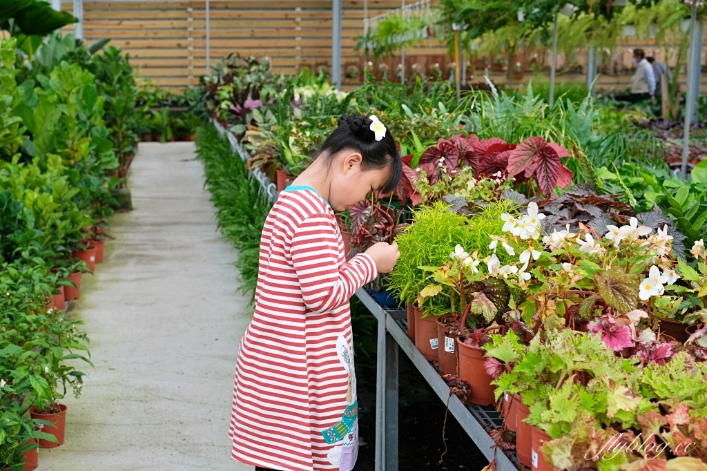 台中南屯｜江合花市．台中花市盆栽植物花卉器材，過年過節買花的好地方 @飛天璇的口袋