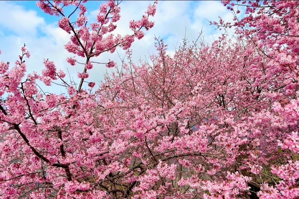 新竹尖石｜財伯觀光果園．櫻花季進入盛開期，新竹尖石免費賞櫻景點，前往司馬庫斯必經之路 @飛天璇的口袋