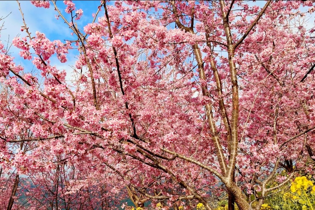 新竹尖石｜財伯觀光果園．櫻花季進入盛開期，新竹尖石免費賞櫻景點，前往司馬庫斯必經之路 @飛天璇的口袋