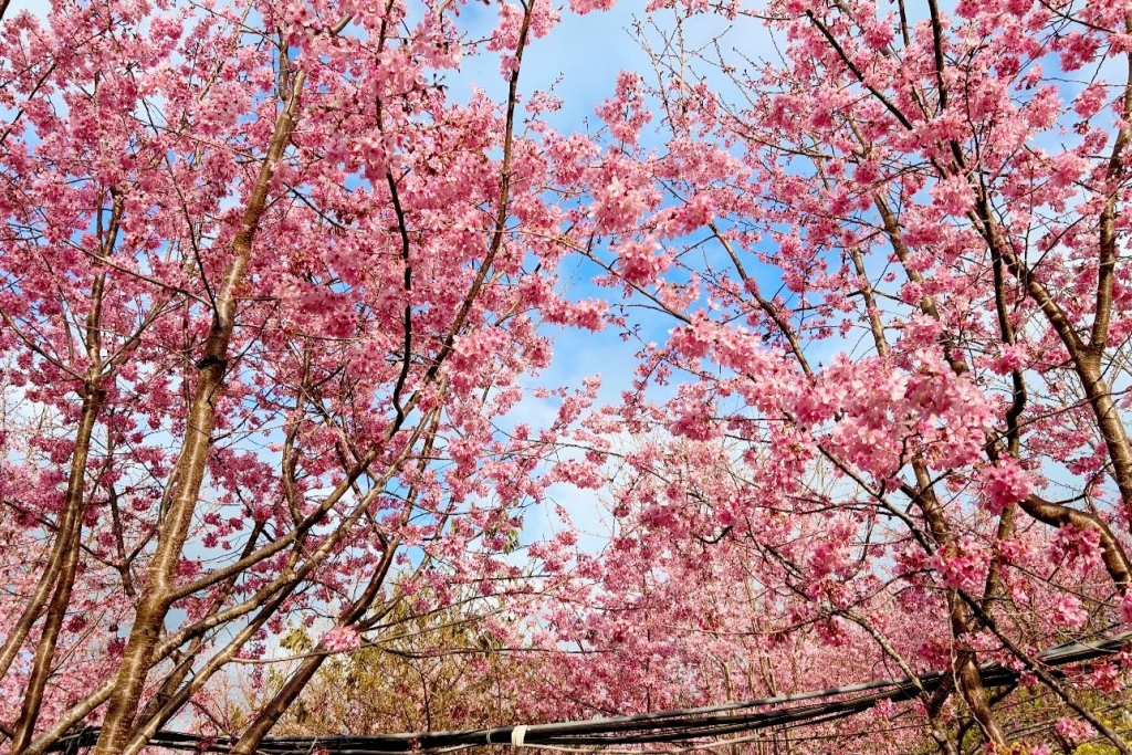 新竹尖石｜財伯觀光果園．櫻花季進入盛開期，新竹尖石免費賞櫻景點，前往司馬庫斯必經之路 @飛天璇的口袋