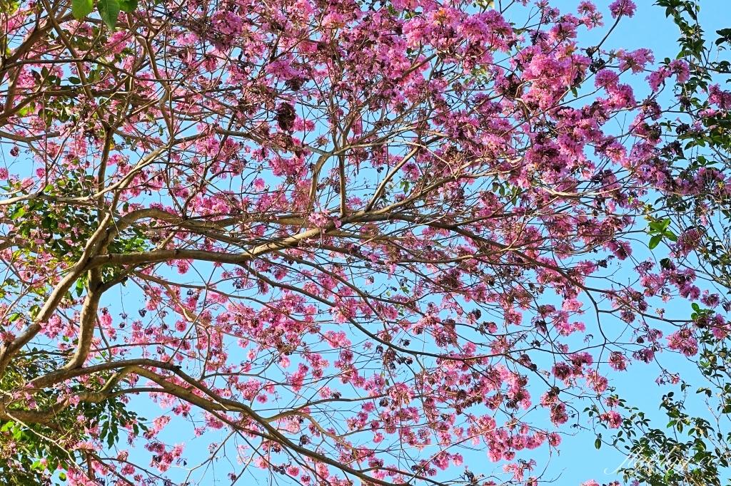 南投埔里｜寶湖宮天地堂地母廟．琉璃瓦屋簷廟宇建築，南投IG熱門打卡景點 @飛天璇的口袋