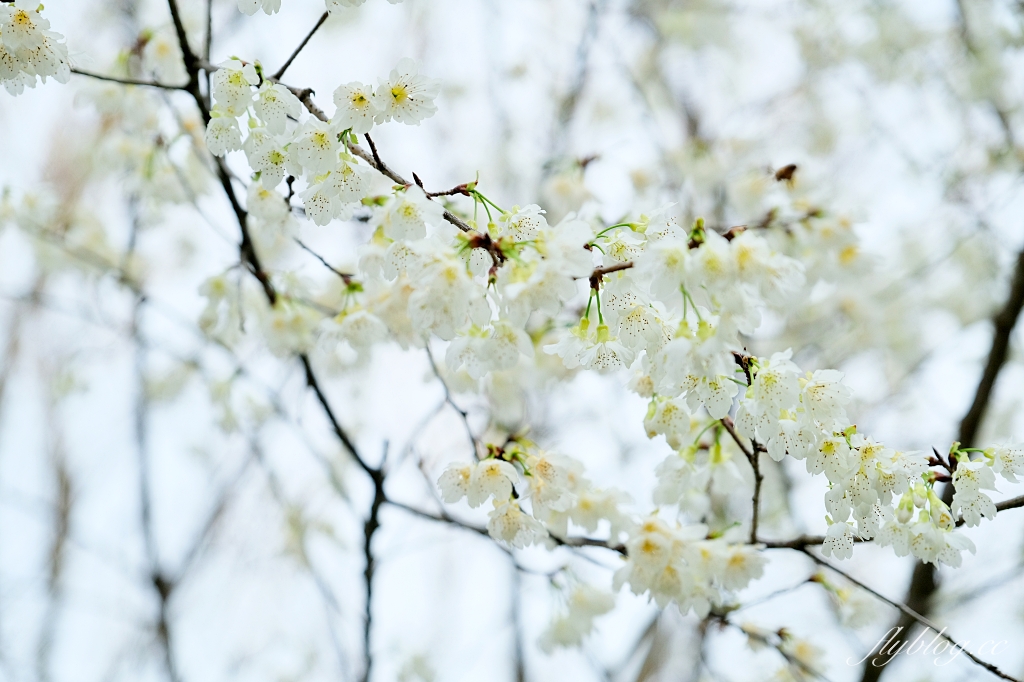 苗栗卓蘭｜厚食餐廳．橘子倉庫改建而成，預約制小農好食料理 @飛天璇的口袋