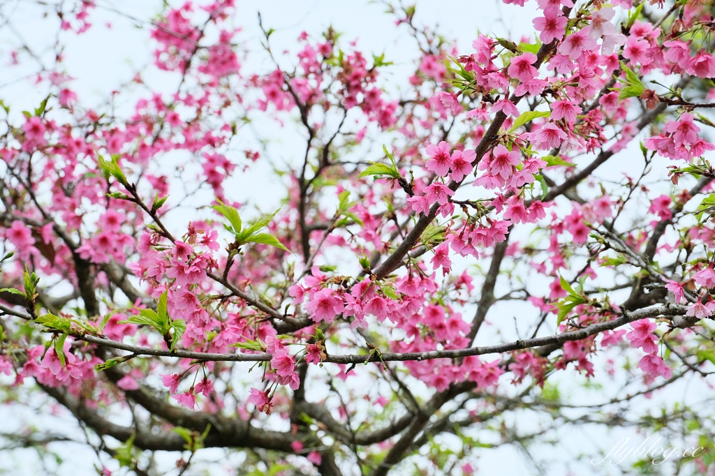 苗栗卓蘭｜厚食餐廳．橘子倉庫改建而成，預約制小農好食料理 @飛天璇的口袋