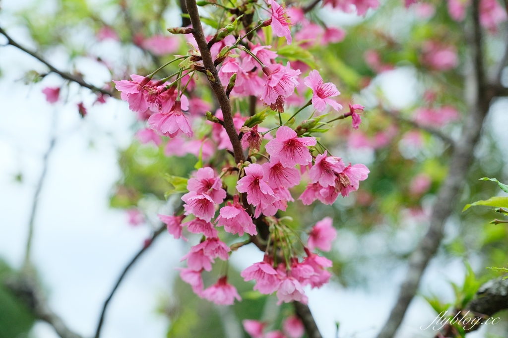 苗栗卓蘭｜厚食餐廳．橘子倉庫改建而成，預約制小農好食料理 @飛天璇的口袋