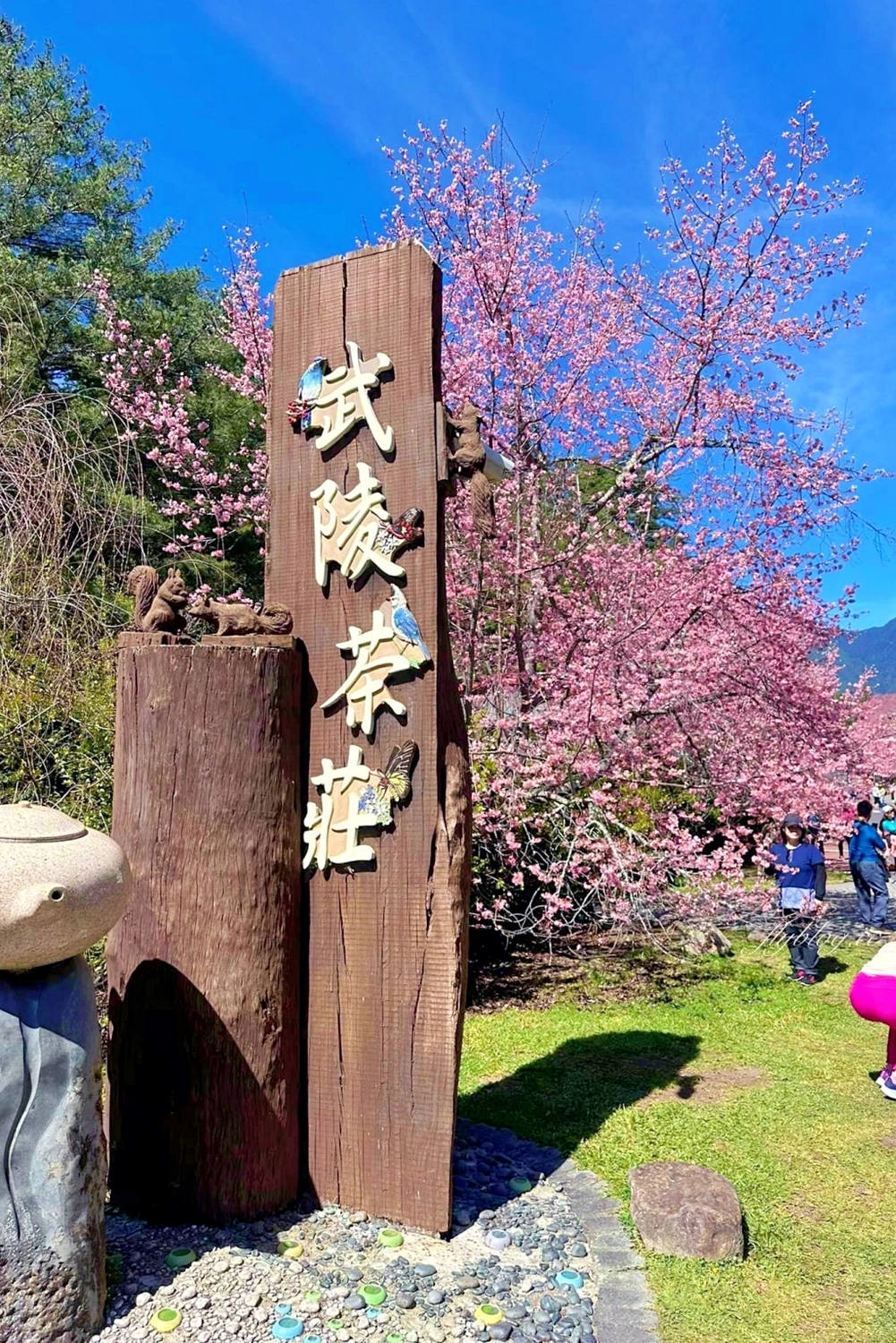 台中和平｜2025武陵農場櫻花季．2/8~3/2登場，交通方式和最新花況一次看 @飛天璇的口袋