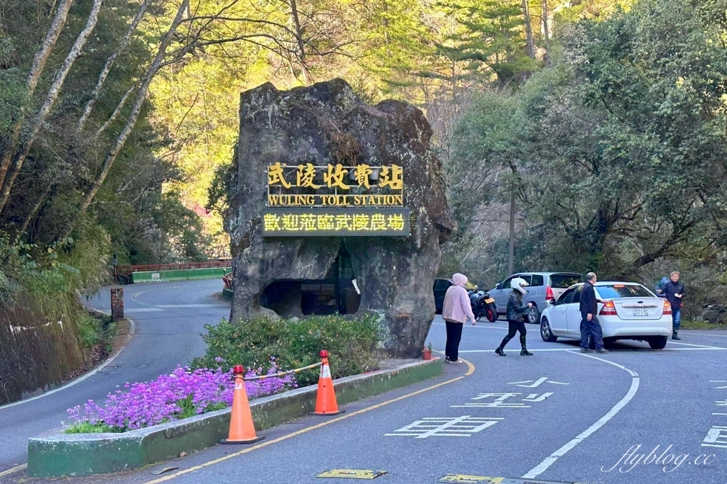 台中和平｜2025武陵農場櫻花季．2/8~3/2登場，交通方式和最新花況一次看 @飛天璇的口袋