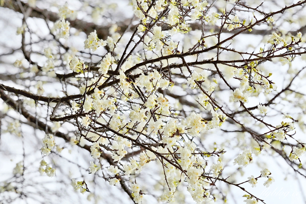 苗栗卓蘭｜厚食餐廳．橘子倉庫改建而成，預約制小農好食料理 @飛天璇的口袋