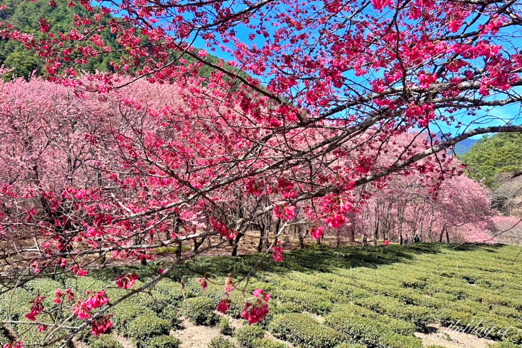 台中和平｜2025武陵農場櫻花季．2/8~3/2登場，交通方式和最新花況一次看 @飛天璇的口袋