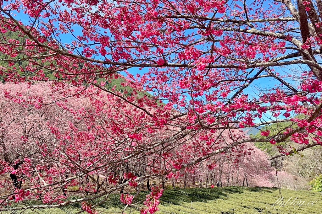 台中和平｜2025武陵農場櫻花季．2/8~3/2登場，交通方式和最新花況一次看 @飛天璇的口袋