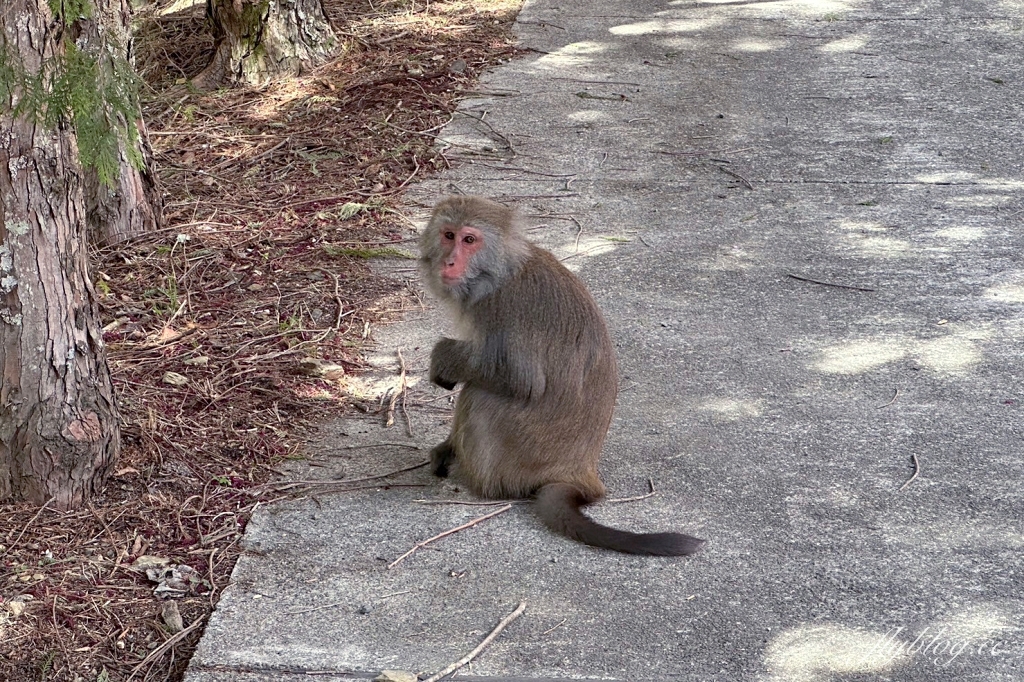 台中和平｜2025武陵農場櫻花季．2/8~3/2登場，交通方式和最新花況一次看 @飛天璇的口袋