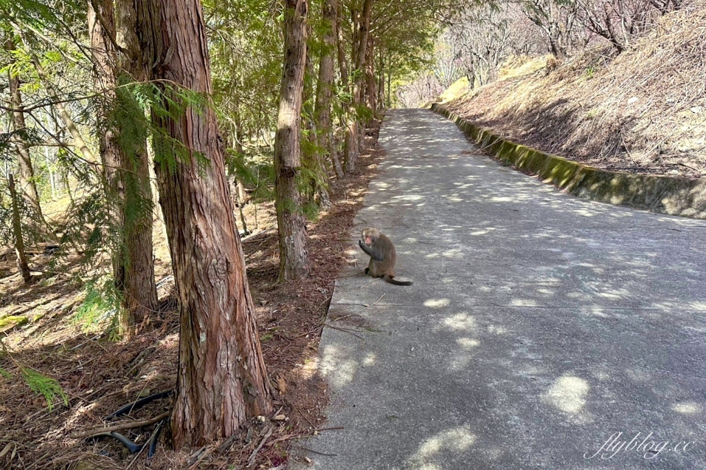台中和平｜2025武陵農場櫻花季．2/8~3/2登場，交通方式和最新花況一次看 @飛天璇的口袋