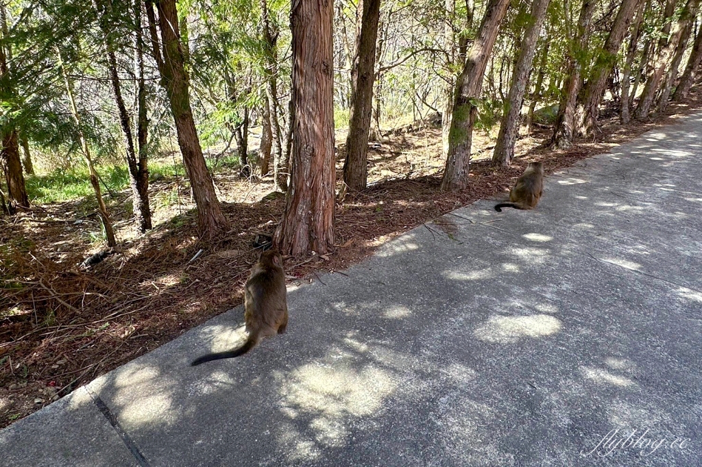 台中和平｜2025武陵農場櫻花季．2/8~3/2登場，交通方式和最新花況一次看 @飛天璇的口袋
