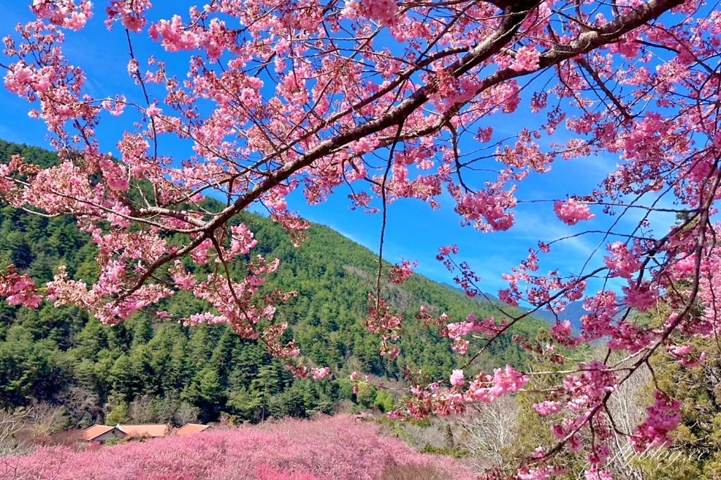 台中和平｜2025武陵農場櫻花季．2/8~3/2登場，交通方式和最新花況一次看 @飛天璇的口袋