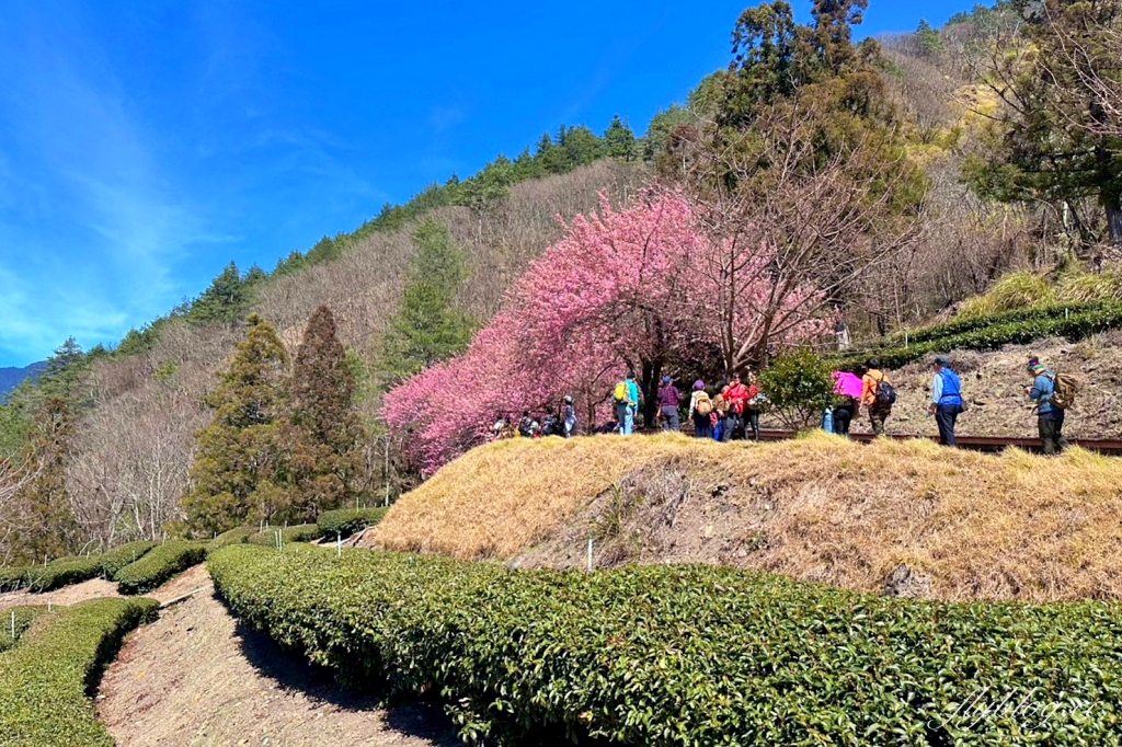 台中和平｜2025武陵農場櫻花季．2/8~3/2登場，交通方式和最新花況一次看 @飛天璇的口袋