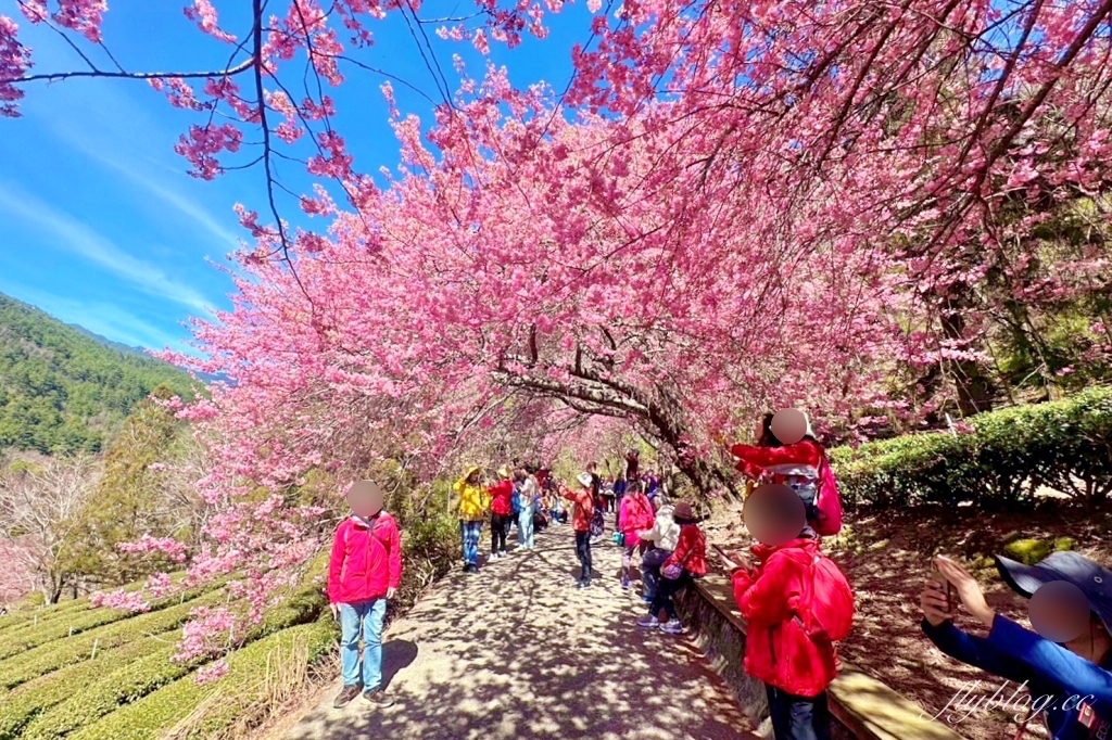 台中和平｜2025武陵農場櫻花季．2/8~3/2登場，交通方式和最新花況一次看 @飛天璇的口袋