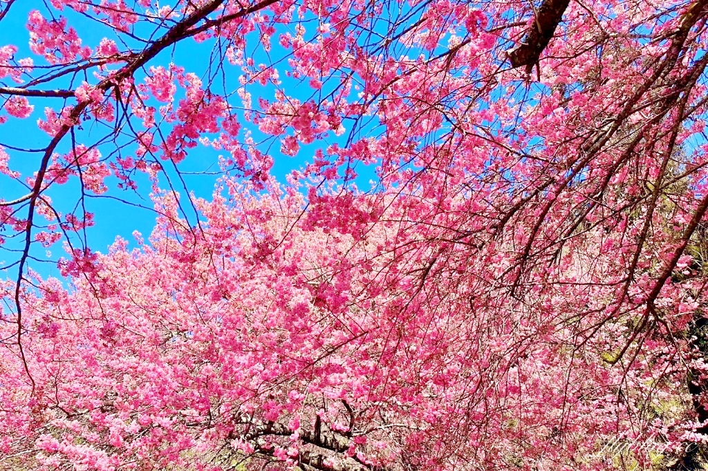 台中和平｜2025武陵農場櫻花季．2/8~3/2登場，交通方式和最新花況一次看 @飛天璇的口袋