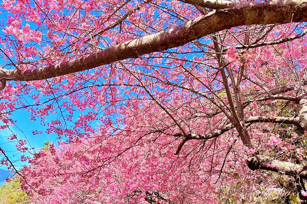 台中和平｜2025武陵農場櫻花季．2/8~3/2登場，交通方式和最新花況一次看 @飛天璇的口袋