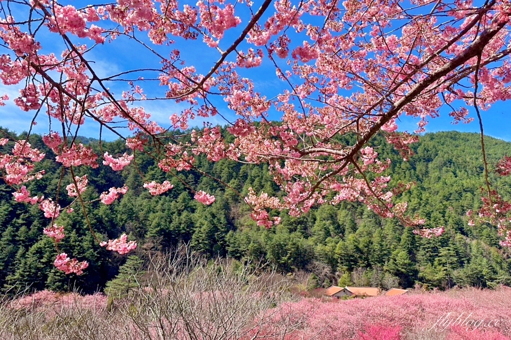 台中和平｜2025武陵農場櫻花季．2/8~3/2登場，交通方式和最新花況一次看 @飛天璇的口袋