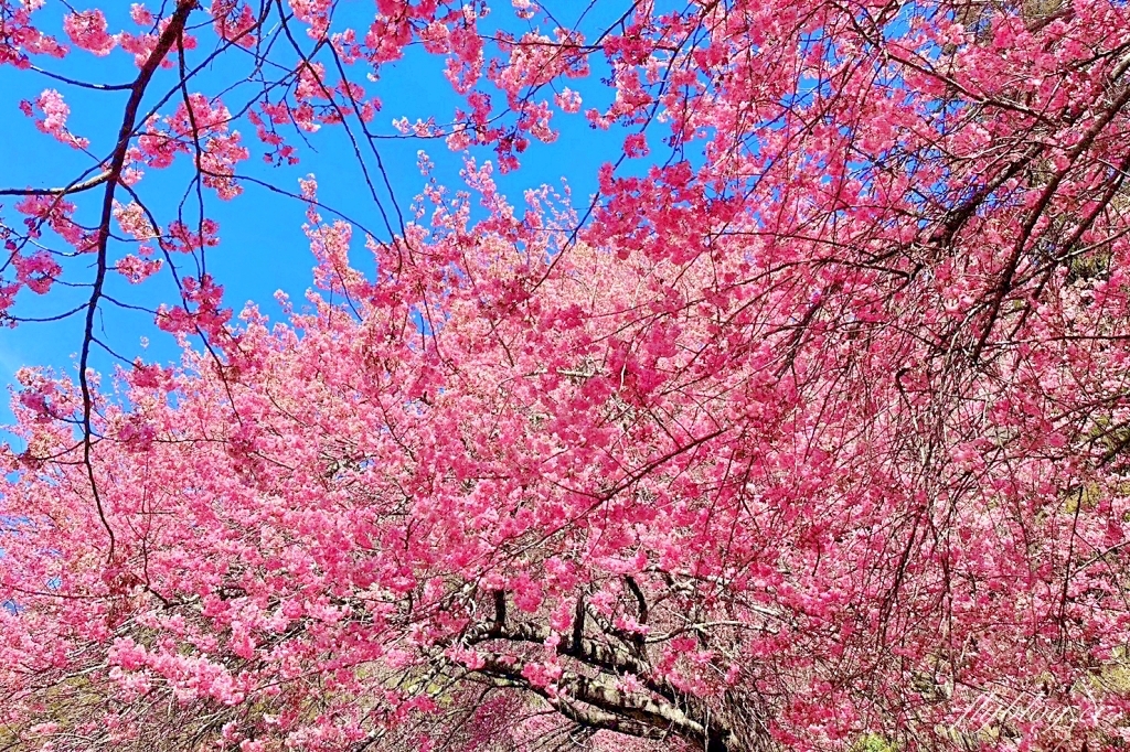 台中和平｜2025武陵農場櫻花季．2/8~3/2登場，交通方式和最新花況一次看 @飛天璇的口袋