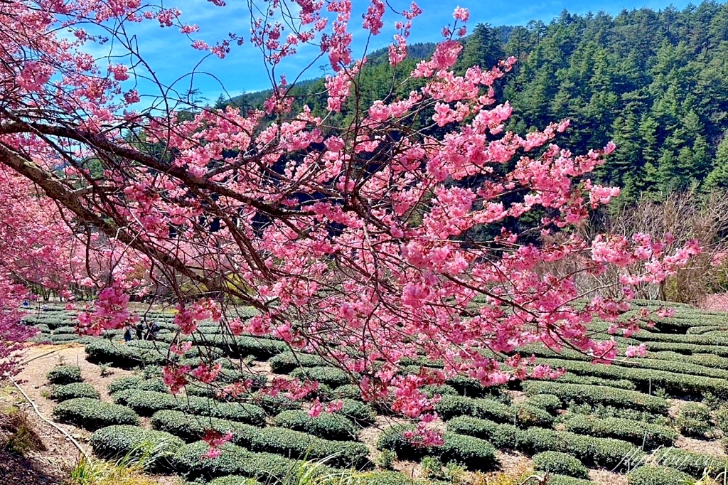 台中和平｜2025武陵農場櫻花季．2/8~3/2登場，交通方式和最新花況一次看 @飛天璇的口袋