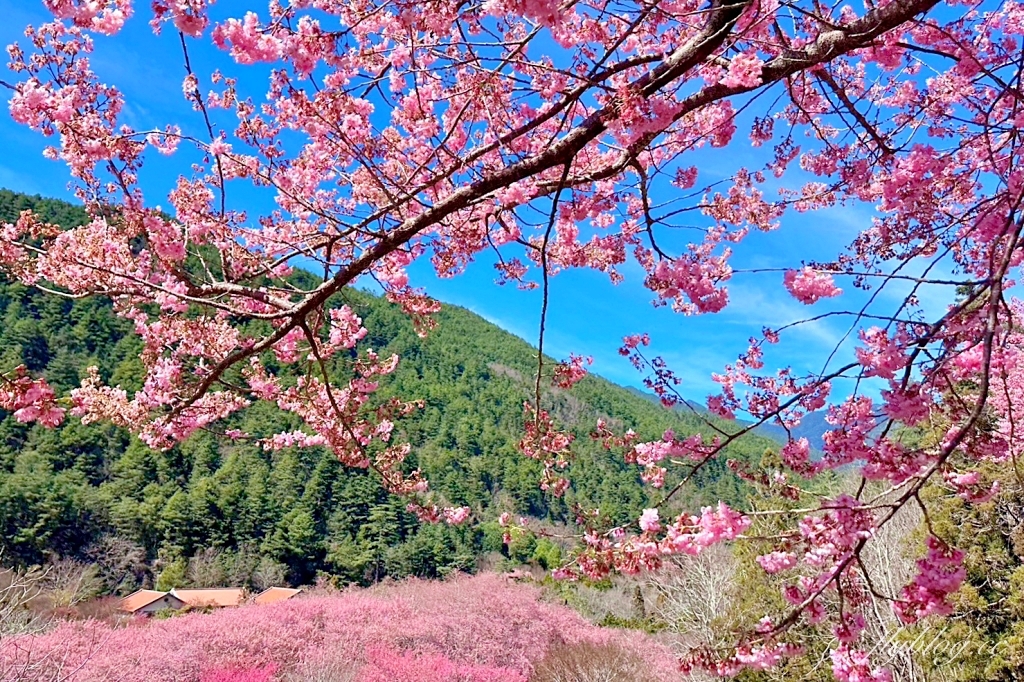 台中和平｜2025武陵農場櫻花季．2/8~3/2登場，交通方式和最新花況一次看 @飛天璇的口袋