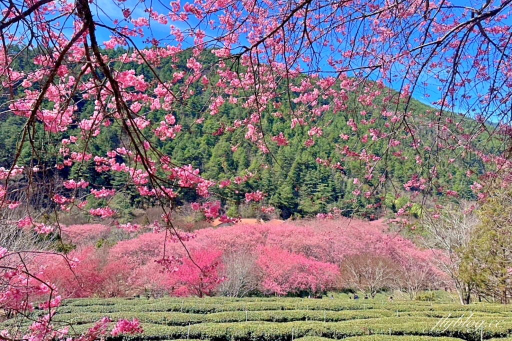 台中和平｜2025武陵農場櫻花季．2/8~3/2登場，交通方式和最新花況一次看 @飛天璇的口袋