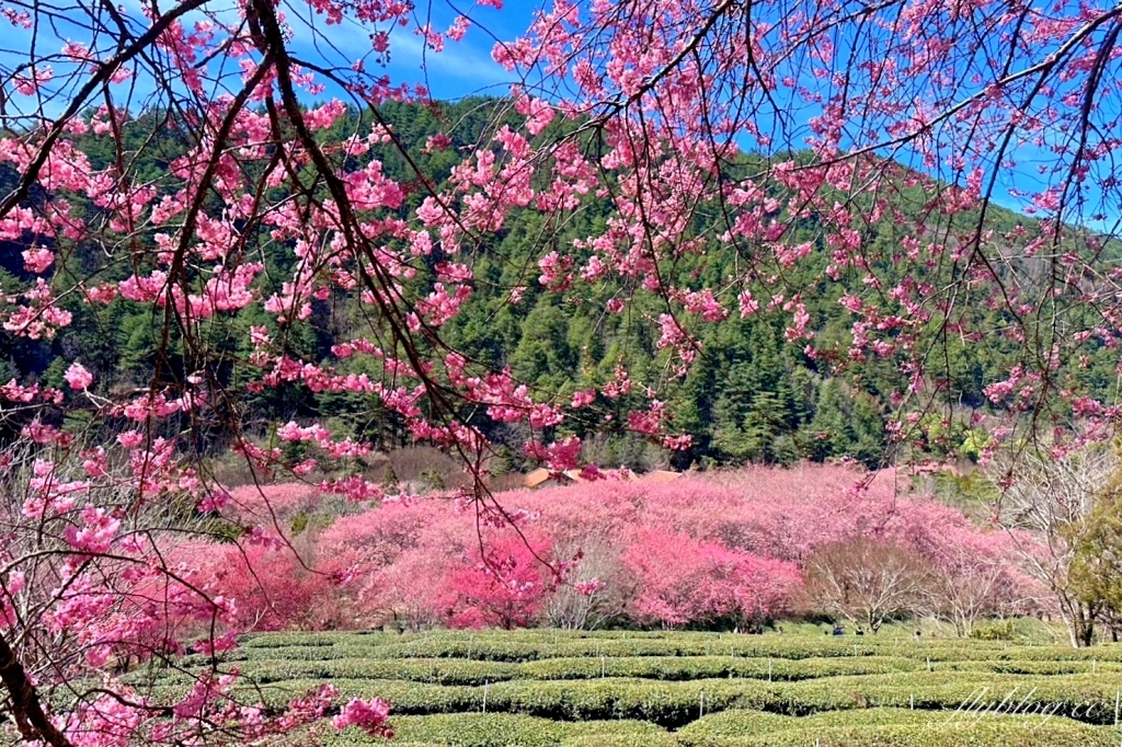 台中和平｜2025武陵農場櫻花季．2/8~3/2登場，交通方式和最新花況一次看 @飛天璇的口袋
