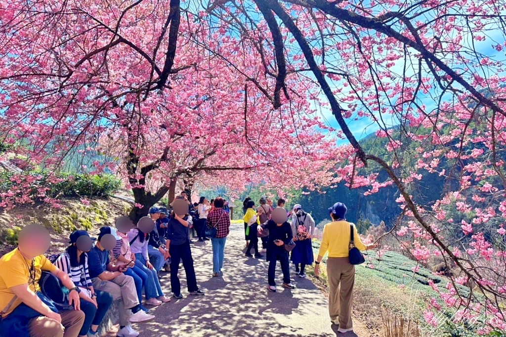 台中和平｜2025武陵農場櫻花季．2/8~3/2登場，交通方式和最新花況一次看 @飛天璇的口袋