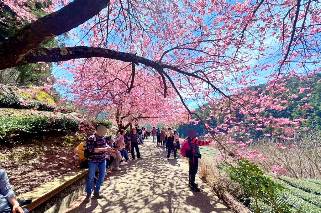 台中和平｜2025武陵農場櫻花季．2/8~3/2登場，交通方式和最新花況一次看 @飛天璇的口袋