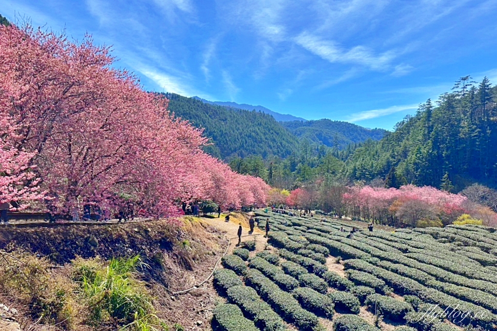 台中和平｜2025武陵農場櫻花季．2/8~3/2登場，交通方式和最新花況一次看 @飛天璇的口袋