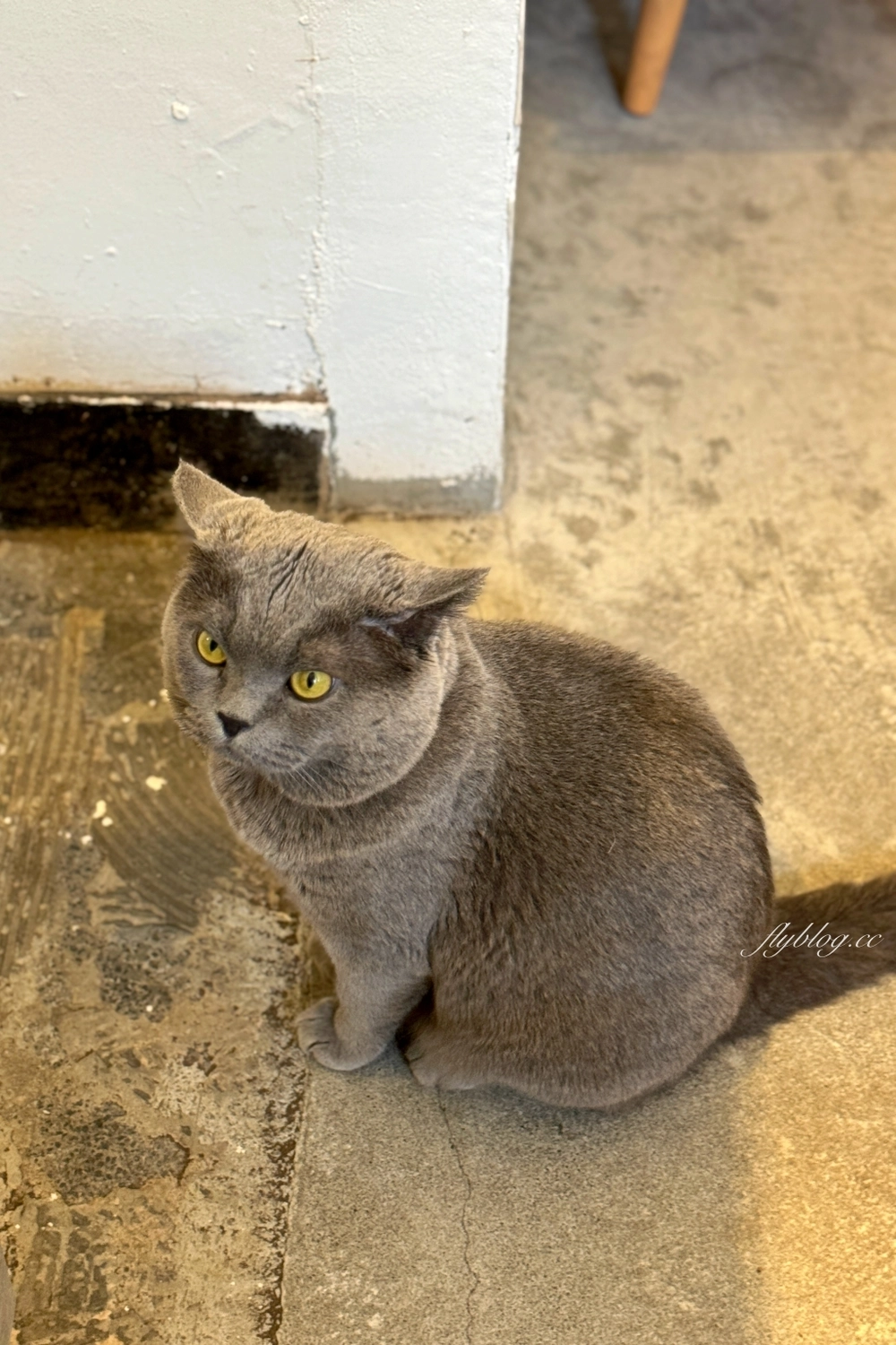 台中南屯｜桴汌咖啡．隱身黎明新村巷子裡，充滿日式風情的咖啡館 @飛天璇的口袋