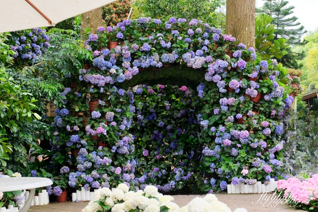 苗栗卓蘭｜花露休閒農場．4~6月繡球花季，全台唯一繡球花小火車，夢幻繡球花冰淇淋 @飛天璇的口袋