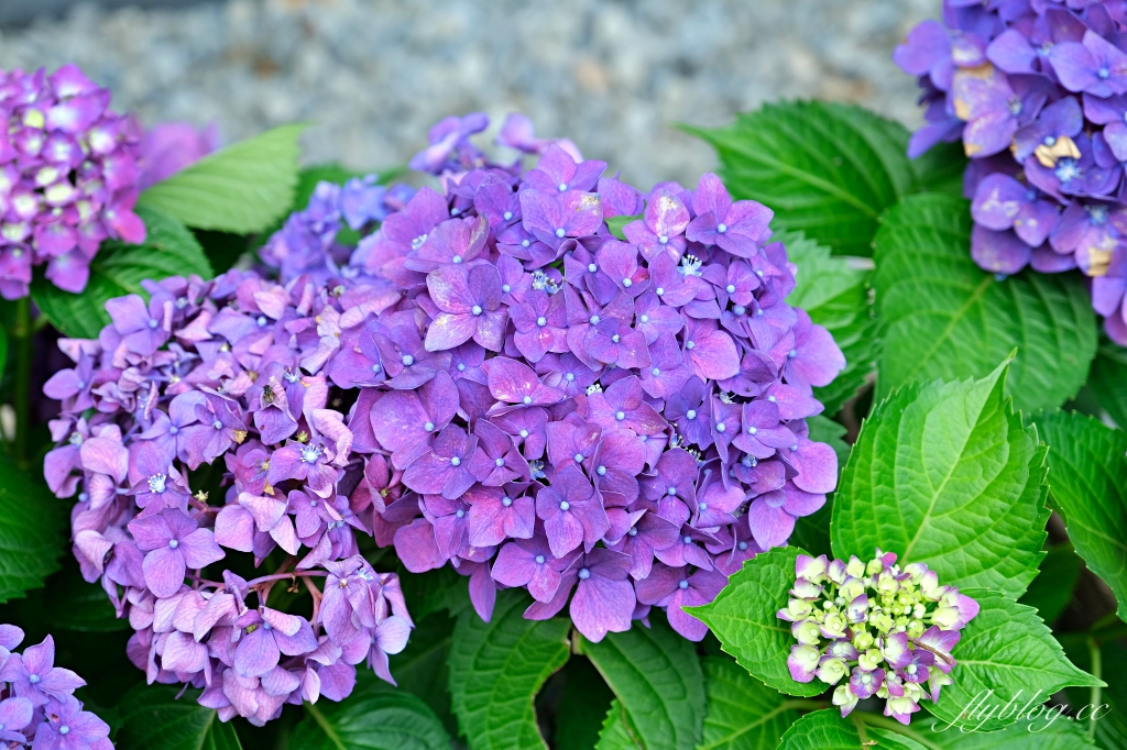 台中新社｜薰衣草森林．森林裡的午餐享饗，香草親密體驗一日遊 @飛天璇的口袋
