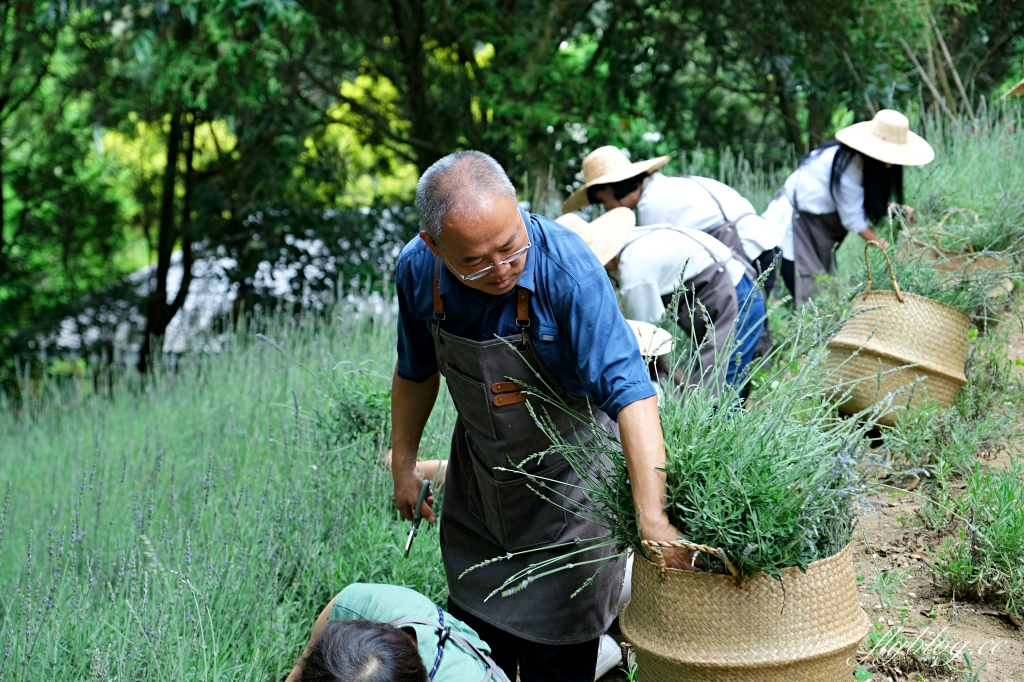 台中新社｜薰衣草森林．森林裡的午餐享饗，香草親密體驗一日遊 @飛天璇的口袋