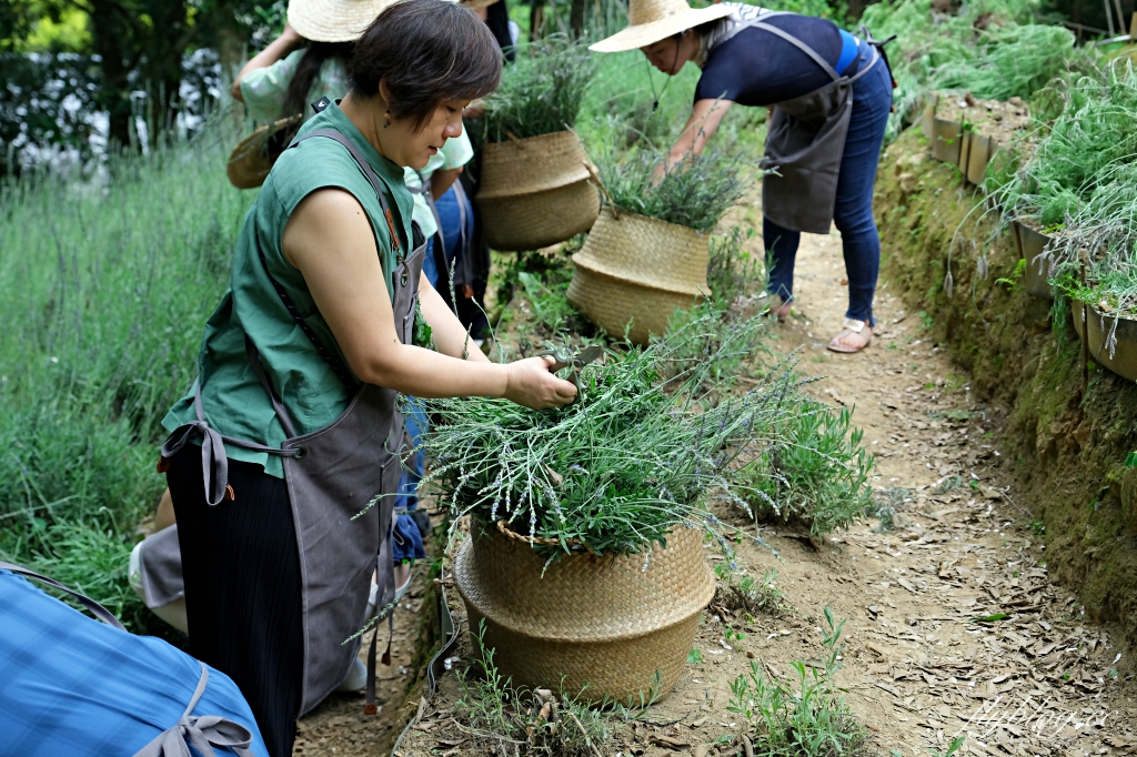 台中新社｜薰衣草森林．森林裡的午餐享饗，香草親密體驗一日遊 @飛天璇的口袋