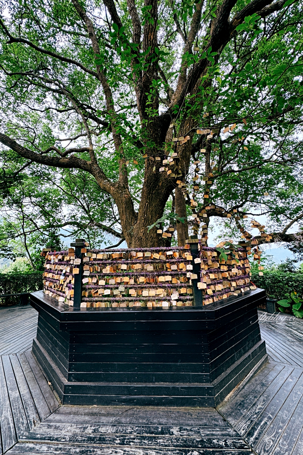 台中新社｜薰衣草森林．森林裡的午餐享饗，香草親密體驗一日遊 @飛天璇的口袋