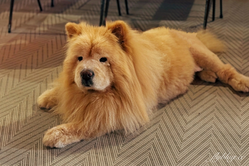 台中北區｜KroX Coffee HQ．充滿復古風情的咖啡館，週末假日營業到深夜 @飛天璇的口袋