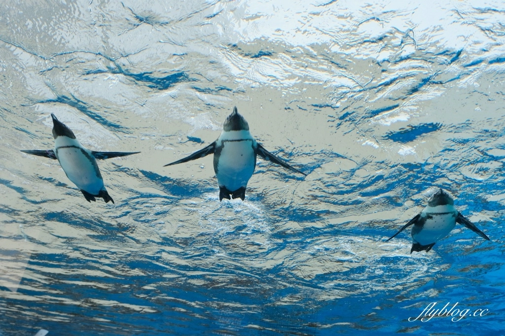 【東京自由行】新手指南!東京自由行5~10日行程怎麼規劃?東京美食、住宿、景點、交通總整理 @飛天璇的口袋 【東京自由行】新手指南!東京自由行5~10日行程怎麼規劃?東京美食、住宿、景點、交通總整理 @飛天璇的口袋