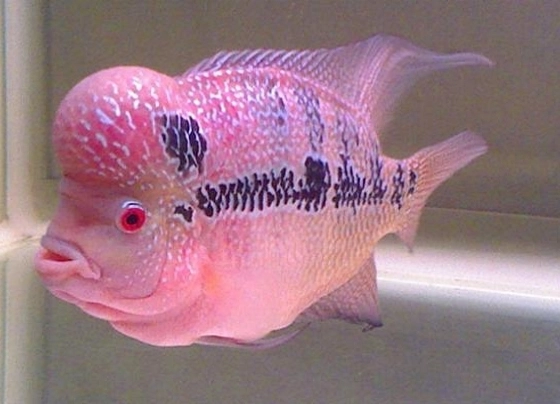 桃園蘆竹｜野上麵包坊．孕育多位名星烘焙師的宗師，南崁超人氣野上智寬麵包店 @飛天璇的口袋