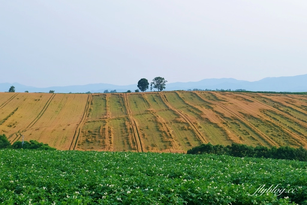 日本北海道|北海道一日遊.旭山動物園、青池、白鬚瀑布,百匯哈密瓜吃到飽 @飛天璇的口袋 日本北海道|北海道一日遊.旭山動物園、青池、白鬚瀑布,百匯哈密瓜吃到飽 @飛天璇的口袋
