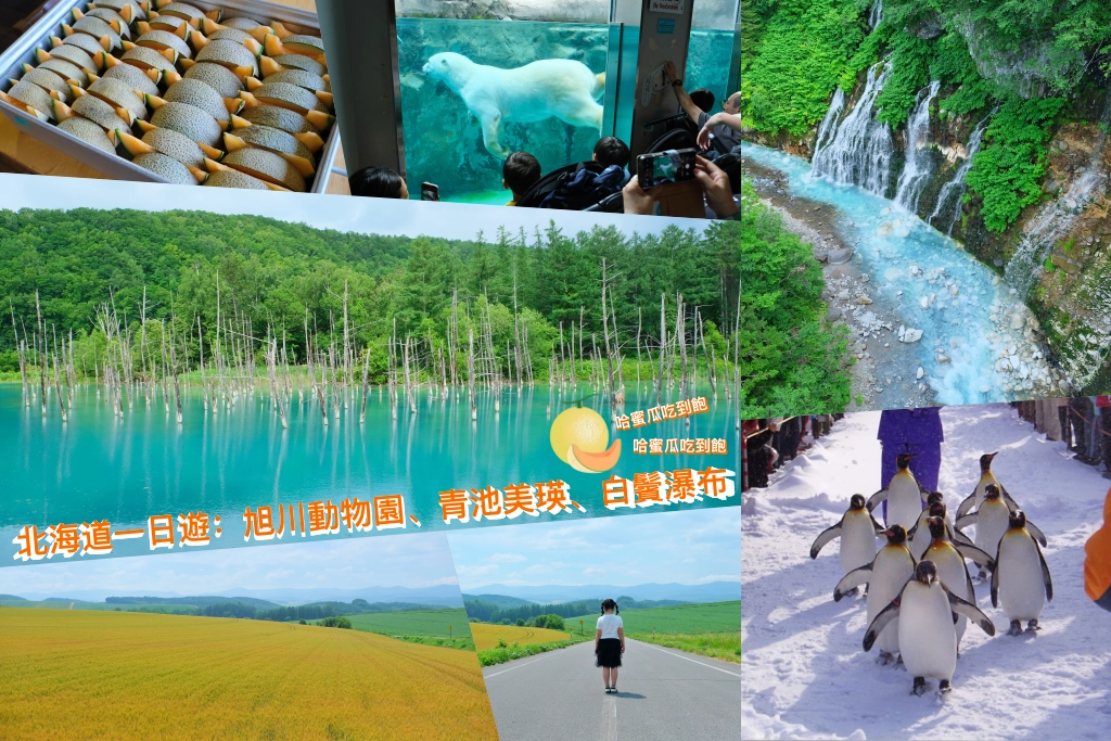 日本北海道|北海道一日遊.旭山動物園、青池、白鬚瀑布,百匯哈密瓜吃到飽 @飛天璇的口袋 日本北海道|北海道一日遊.旭山動物園、青池、白鬚瀑布,百匯哈密瓜吃到飽 @飛天璇的口袋