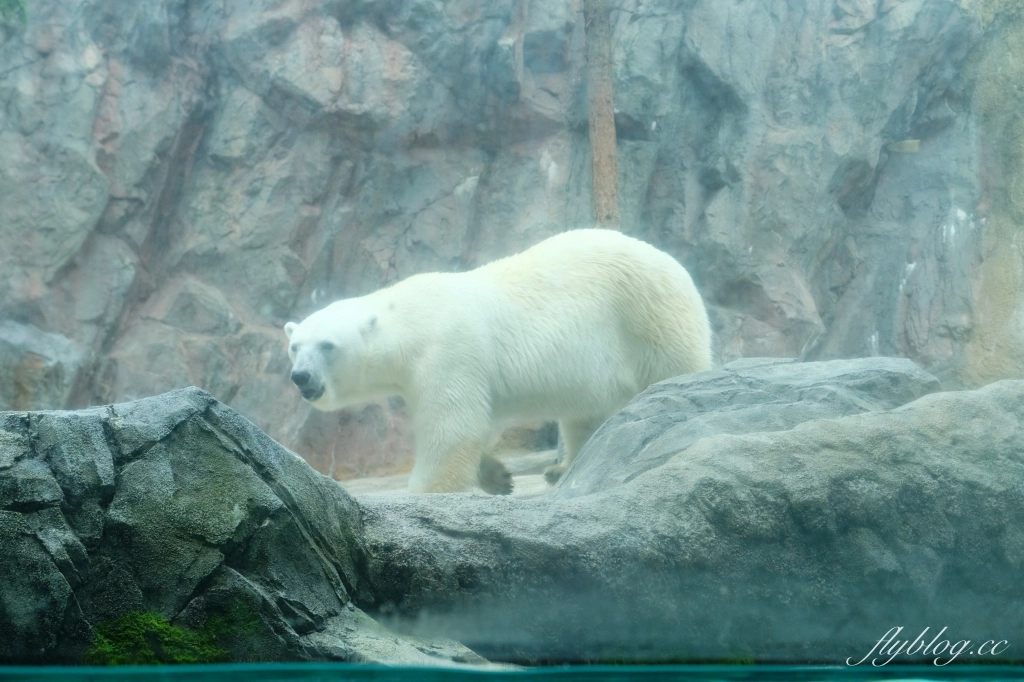 日本北海道｜北海道一日遊．旭山動物園、青池、白鬚瀑布，百匯哈密瓜吃到飽 @飛天璇的口袋