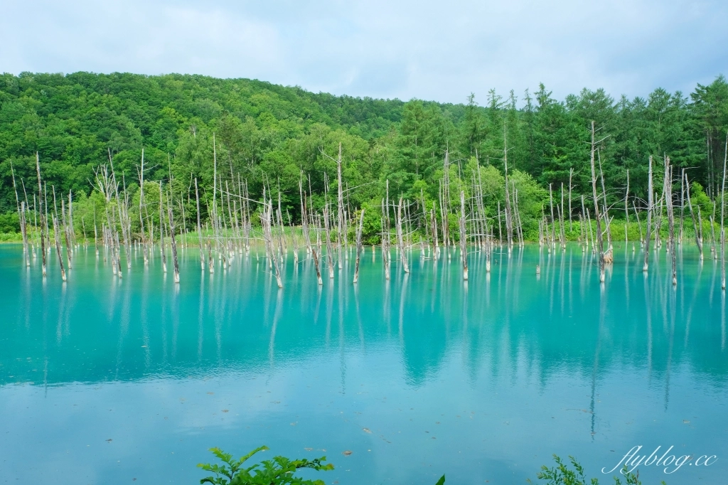 【北海道自由行】不自駕玩北海道5天4夜．札幌、小樽、富良野，夏天賞花冬天賞雪 @飛天璇的口袋