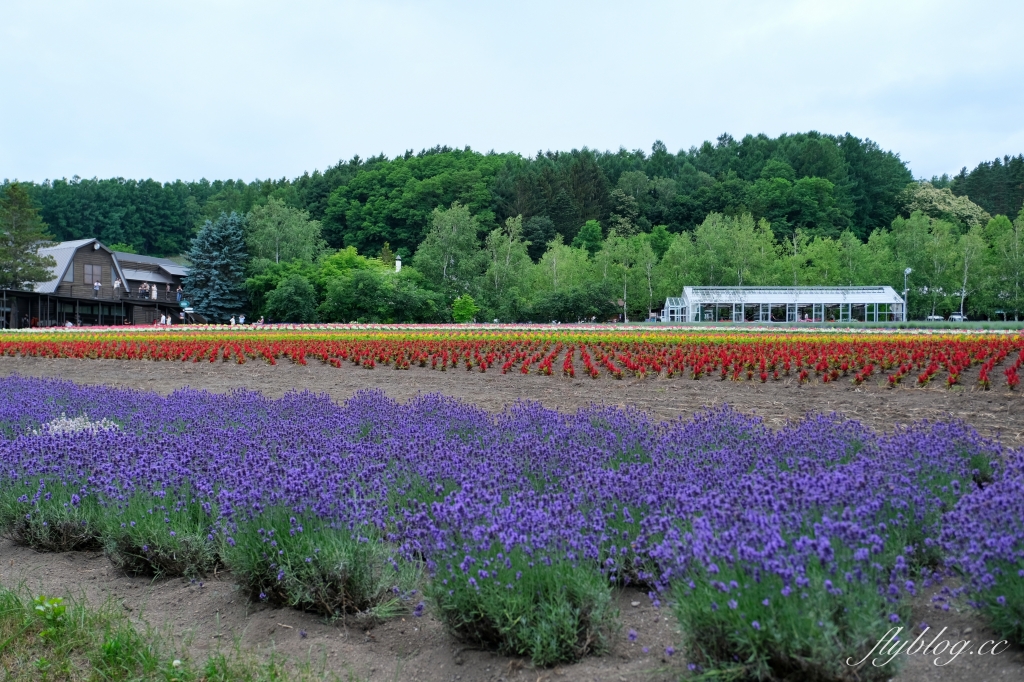 日本北海道｜富田農場．夏季北海道最美景點，富良野賞薰衣草花田(附Mapcode) @飛天璇的口袋
