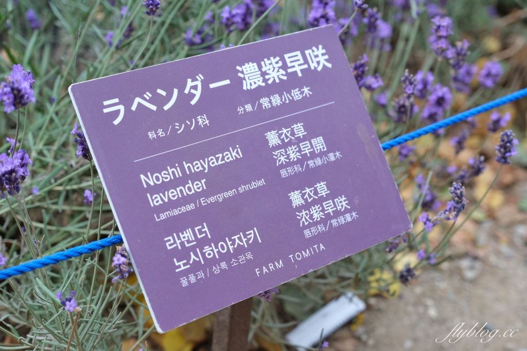 日本北海道｜富田農場．夏季北海道最美景點，富良野賞薰衣草花田(附Mapcode) @飛天璇的口袋