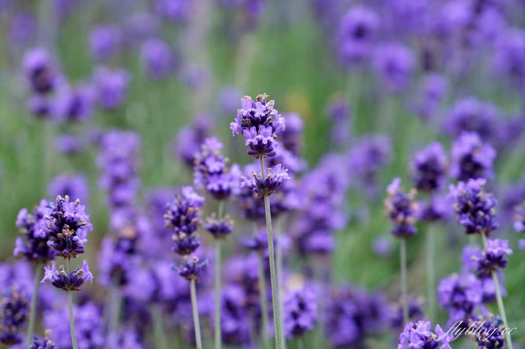 日本北海道｜富田農場．夏季北海道最美景點，富良野賞薰衣草花田(附Mapcode) @飛天璇的口袋