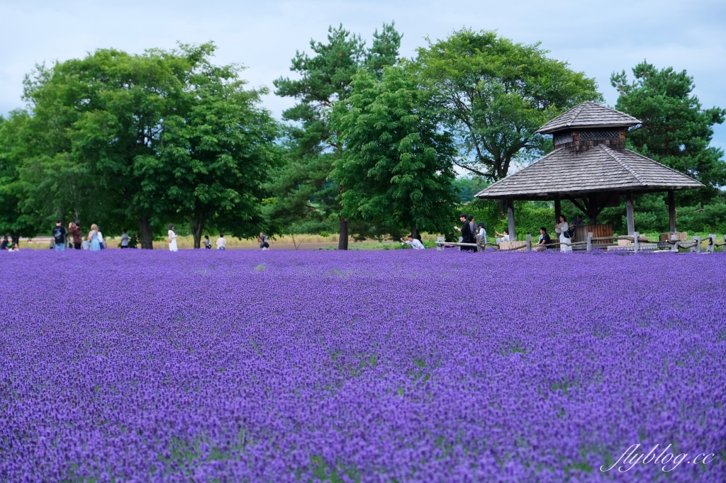 日本北海道｜富田農場．夏季北海道最美景點，富良野賞薰衣草花田(附Mapcode) @飛天璇的口袋