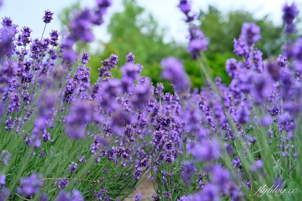 日本北海道｜富田農場．夏季北海道最美景點，富良野賞薰衣草花田(附Mapcode) @飛天璇的口袋
